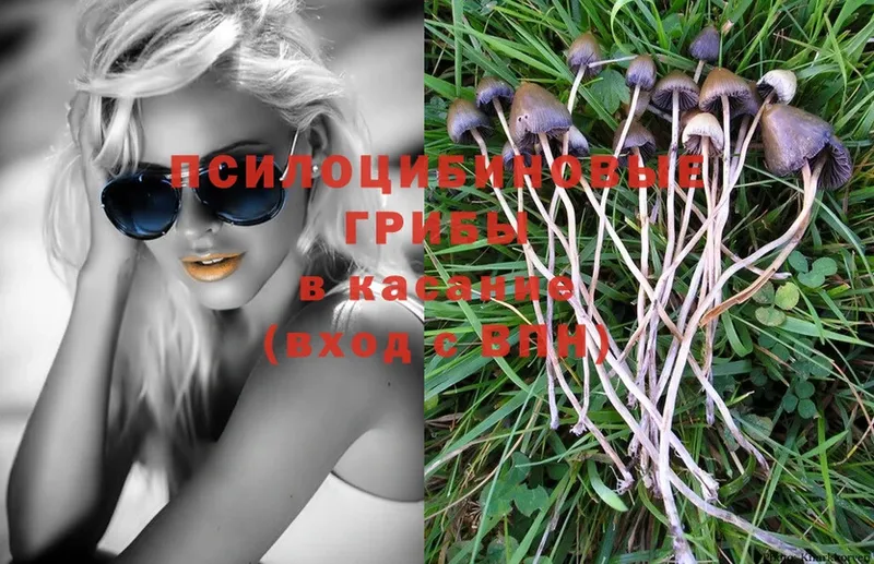 что такое   omg как зайти  Псилоцибиновые грибы Cubensis  Карасук 